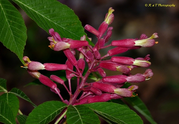 {Aesculus pavia x A. sylvatica}